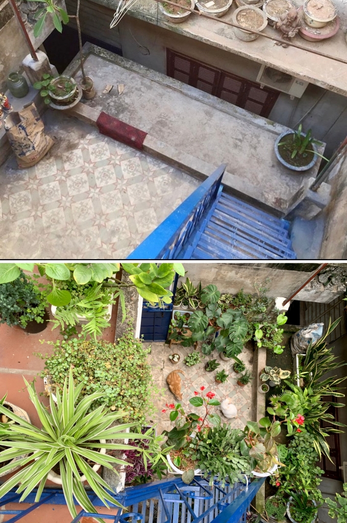 Sau một năm chuyển về quận Ba Đình, Đinh Hoàng Giang phủ xanh căn nhà với nhiều loại cây như lưỡi hổ, trầu bà, kim tiền, kim ngân, búp đa. Ảnh: Nhân vật cung cấp.