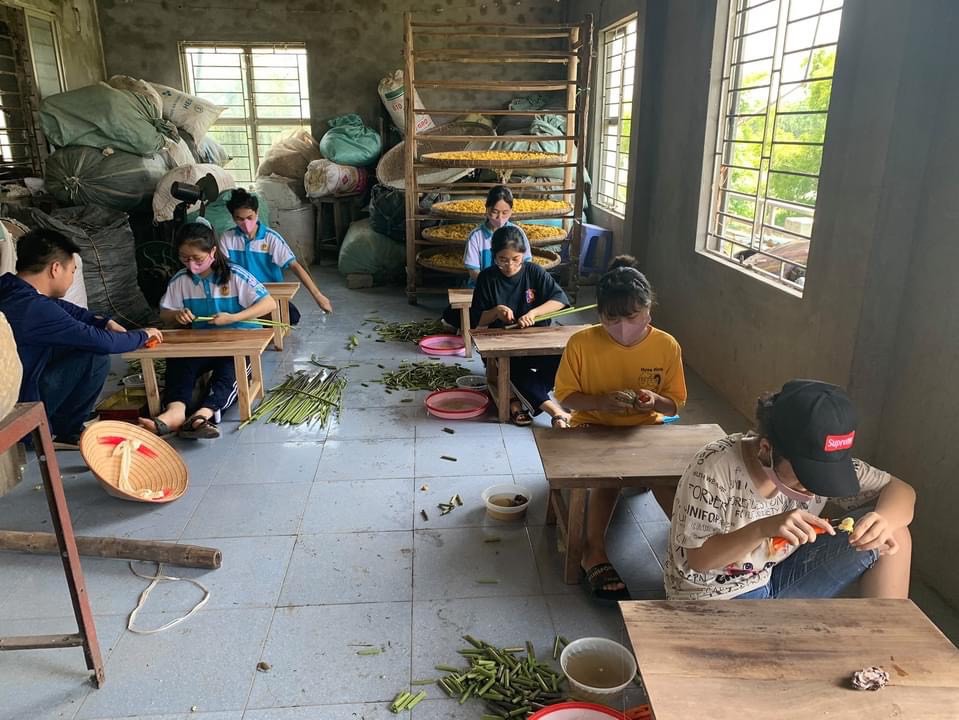 Các em học sinh tại Phùng Xá tham gia quá trình lấy tơ sen