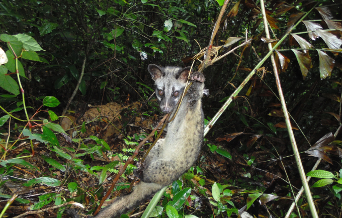 Cầy hương bị mắc bẫy dây Khu bảo tồn Sao la tỉnh Thừa Thiên-Huế. Ảnh: WWF